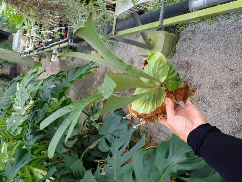 商品一覧 - Y's Exotics （山田食虫植物農園）