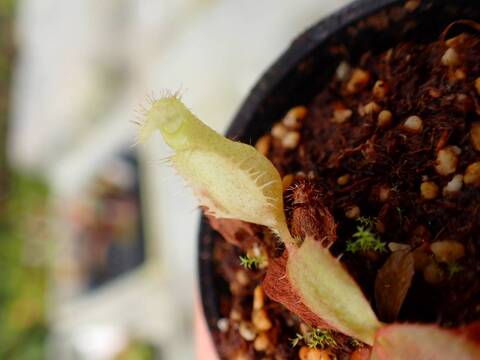 商品一覧 - Y's Exotics （山田食虫植物農園）