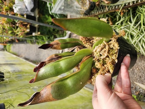 P179 1-1 H. sarracenioides x purpurascens BCP 