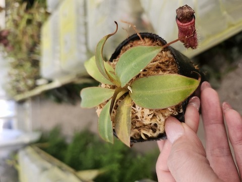 E550 1-2 N. attenboroughii philippines Expendition collection5 Victria Peak2 1600m Y's Lab