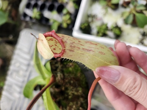 商品一覧 | Y's Exotics （山田食虫植物農園）