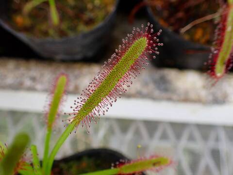 R478 4-1 D. capensis