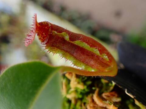 G818 1-4 N. (truncata x peltata) x lowii #NNN - Y's Exotics （山田