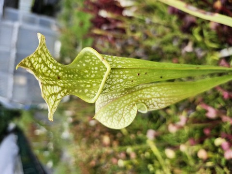 サラセニア レウコフィラ アルバ ベリーホワイトトップス 食虫植物 サラセニア レウコフィラ アルバ ベリーホワイトトップス 食虫