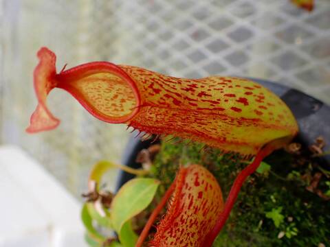 Y's Exotics （山田食虫植物農園）