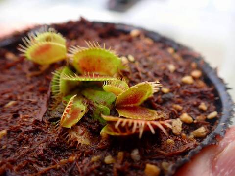 商品一覧 - Y's Exotics （山田食虫植物農園）