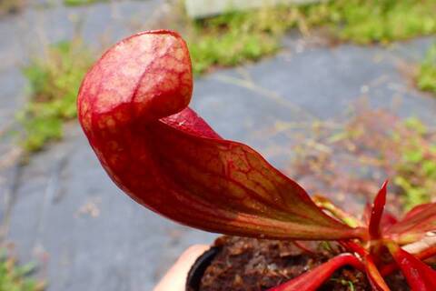 Sarracenia（サラセニア）の商品一覧 | Y's Exotics （山田食虫