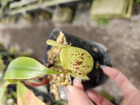P153 3-2 N. ampullaria Kalimantan WP