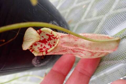 ハバネロ　FS ✖️ Portillae 商品一覧 | Y's Exotics （山田食虫植物農園）