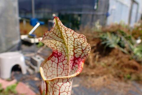 商品一覧 - Y's Exotics （山田食虫植物農園）