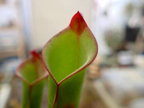 商品一覧 - Y's Exotics （山田食虫植物農園）