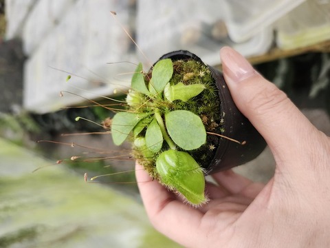 商品一覧 - Y's Exotics （山田食虫植物農園）