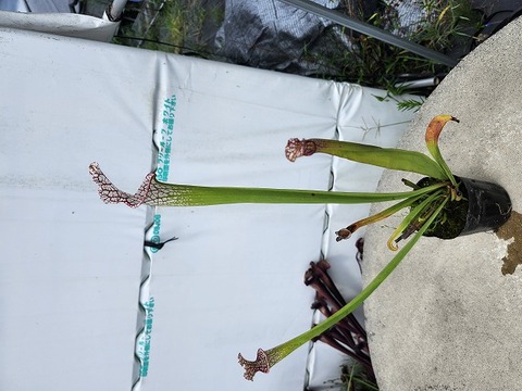 G707 S. leucophylla 口大 フタ小 短