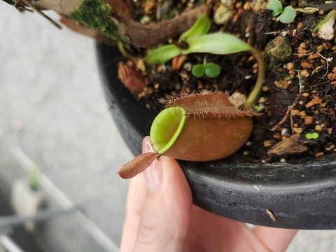 R106 5-2 N. ampullaria XC