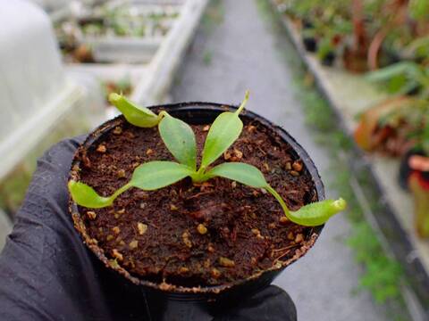 R329 5-1 [YA-170] N. clipeata Nep Gardner Y's Lab