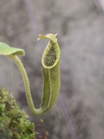 Nepenthes（ネペンテス/ウツボカズラ）の商品一覧 | Y's Exotics （山田食虫植物農園）