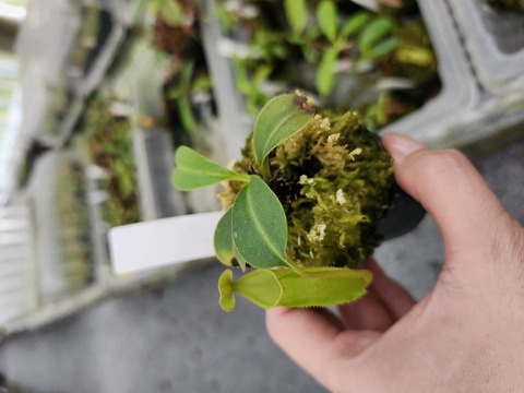 P369 5-1 N. (bicalcarata x campanulata) x lowii #NNN
