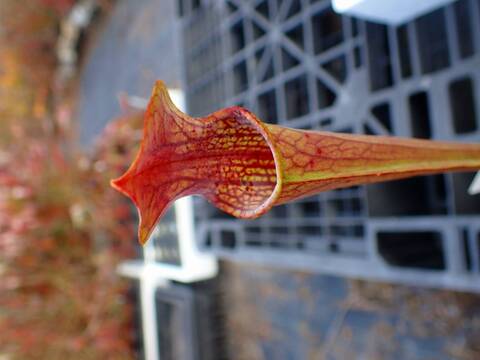 商品一覧 - Y's Exotics （山田食虫植物農園）
