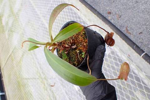 Y537 5-3 N. rafflesiana var. elongata x rowanae