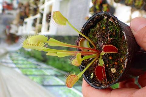 ＊●sur ● ハエトリソウ 2点＊ Dionaea muscipula（ディオネア/ハエトリソウ）の商品一覧