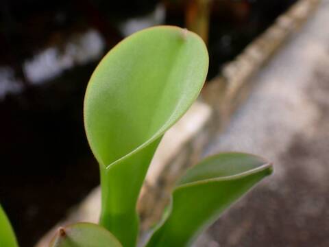 J571 1-1 H. exppendiculata (Chimanta Tepui) AW