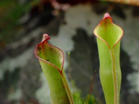 商品一覧 - Y's Exotics （山田食虫植物農園）