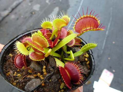 Dionaea ｍuscipula（ディオネア/ハエトリソウ）の商品一覧 | Y's Exotics （山田食虫植物農園）