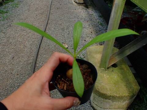 P285 3-1 Myr. tuberosa CK