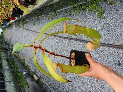 商品一覧 - Y's Exotics （山田食虫植物農園）