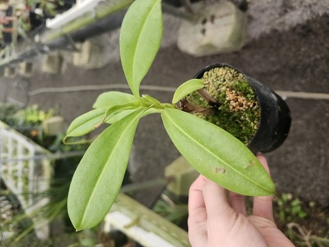 J610 3-2 N. viking x tiger