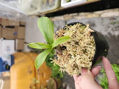 J163 1-2 N. (ventricosa (j) x (ventricosa squat x ventricosa red)) EP