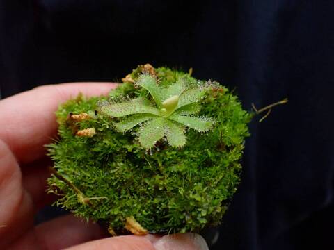 商品一覧 - Y's Exotics （山田食虫植物農園）