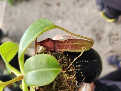 P177 1-4 N. (truncata x ephippiata) x edwardsiana konan 