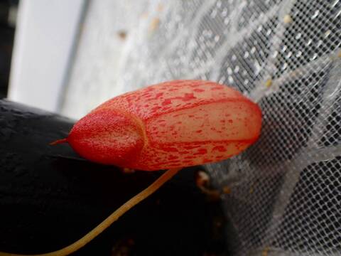 商品一覧 - Y's Exotics （山田食虫植物農園）