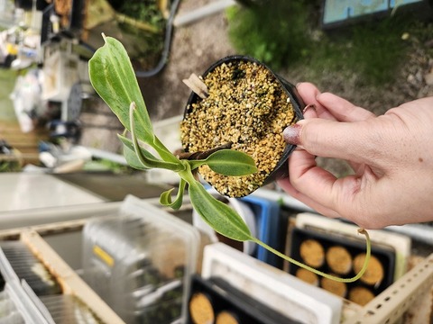 壺　実 Nepenthes（ネペンテス/ウツボカズラ）の商品一覧 | Y's Exotics