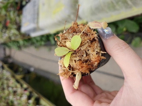 Y321 1-4 N. peltata `Yellow Phantom' x xharryana Tambuyukon #NNN 
