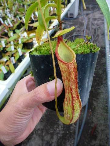 Nepenthes（ネペンテス/ウツボカズラ）の商品一覧 | Y's Exotics