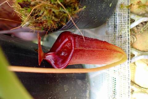 ゆうゆうネペンテス・ミランダ Nepenthes（ネペンテス/ウツボカズラ）の商品一覧 | Y's Exotics