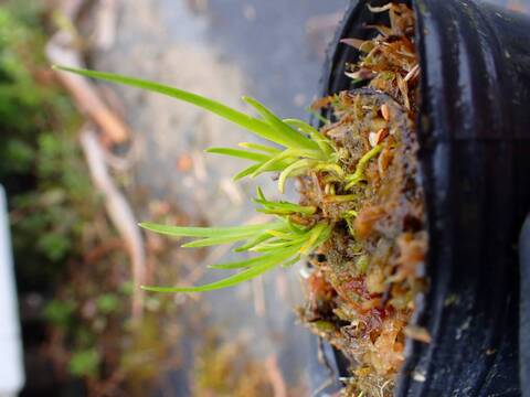 R614 Triantha occidentaiis JS