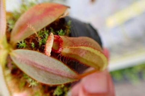 Nepenthes（ネペンテス/ウツボカズラ）の商品一覧 | Y's Exotics