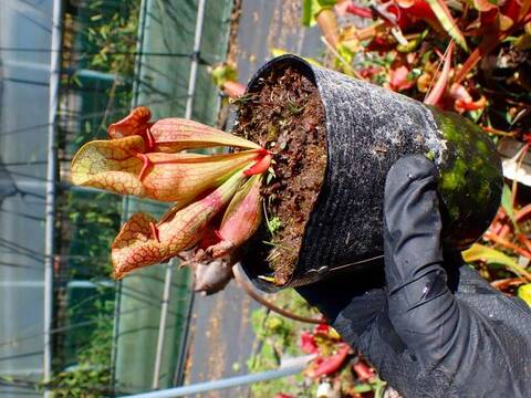 商品一覧 | Y's Exotics （山田食虫植物農園）