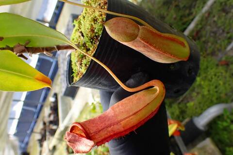 Catopsis morreniana giant form 食虫植物 Catopsis morreniana giant form 食虫植物 - メルカリ