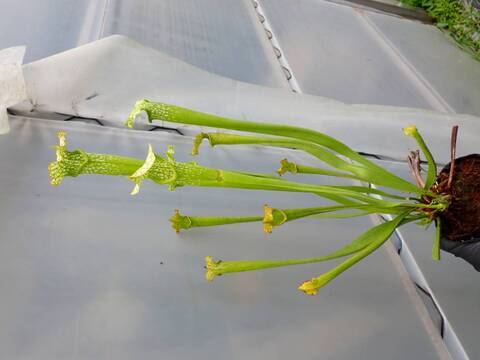Y843 2H S. x areolata (leucophylla AF x alata AF) CK