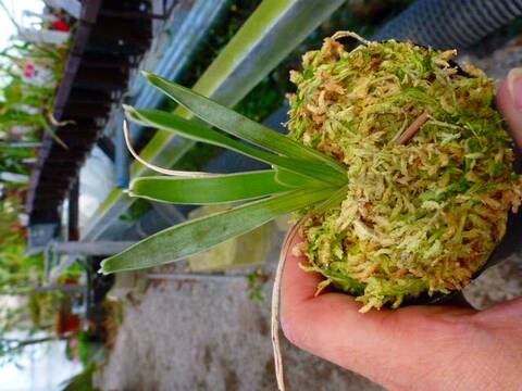 Brocchinia・Catopsis（ブロッキニア・カトプシス）の商品一覧
