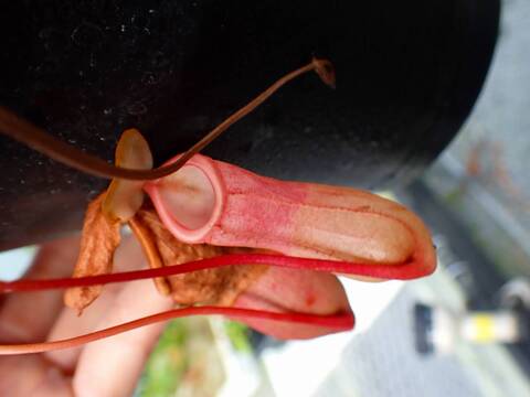 P204 5-3 #BBB N. globamphora (belii) x ventricosa green (Quezon) 山本