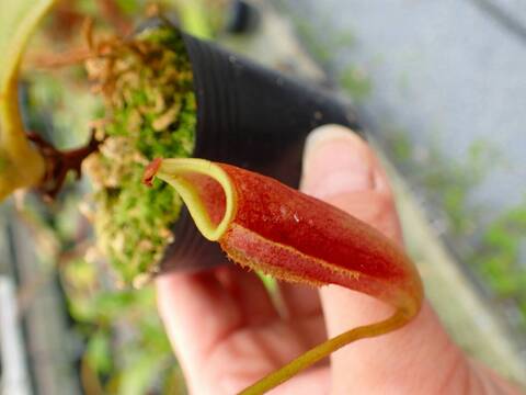 Y631 5-1 N. (bicalcarata x campanulata) x lowii #NNN
