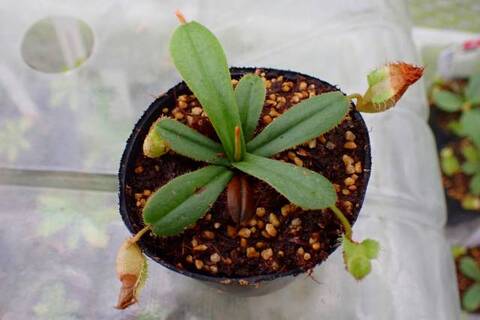 商品一覧 | Y's Exotics （山田食虫植物農園）