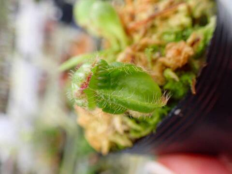 G864 1-1 #BBB Cephalotus follicularis HCP