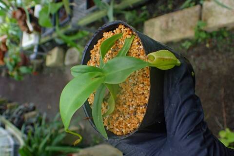 G292 3-3 N. gracilis sport EP