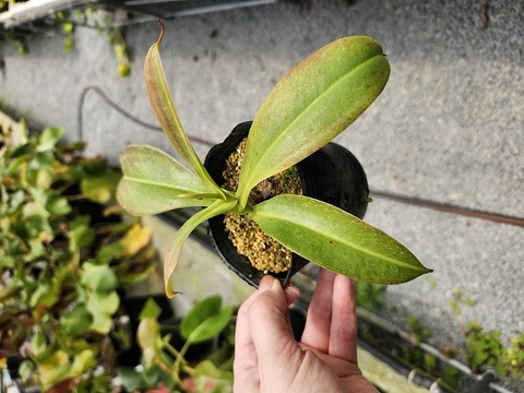 田舎モン様 商品一覧 - Y's Exotics （山田食虫植物農園）